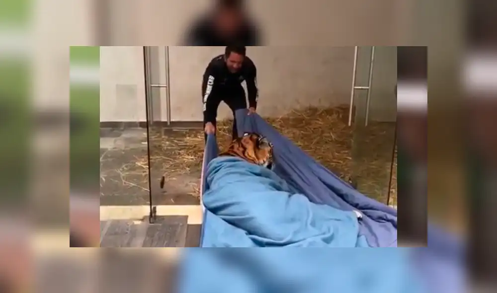 Video viral en Facebook. Cuidador arrastra a tigre dentro de santuario.