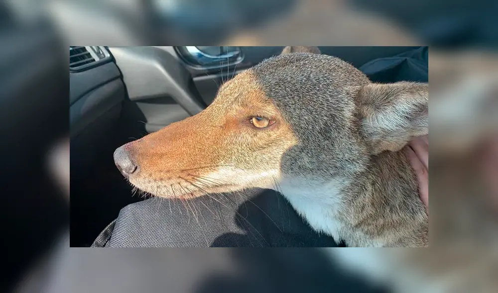 Desliza para ver las fotos de este 'perro' que le robó el corazón a todos en YouTube. Foto: Captura.