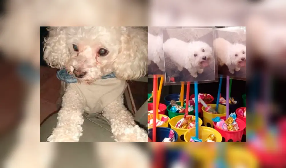 Dejan a su perro en una peluquería y se lo devuelven con la lengua cortada [FOTOS]