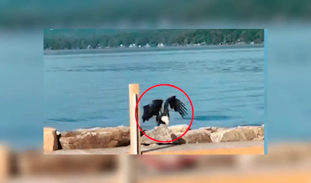 YouTube viral: águila  es captada nadando como una persona y provoca confusión en miles [VIDEO]