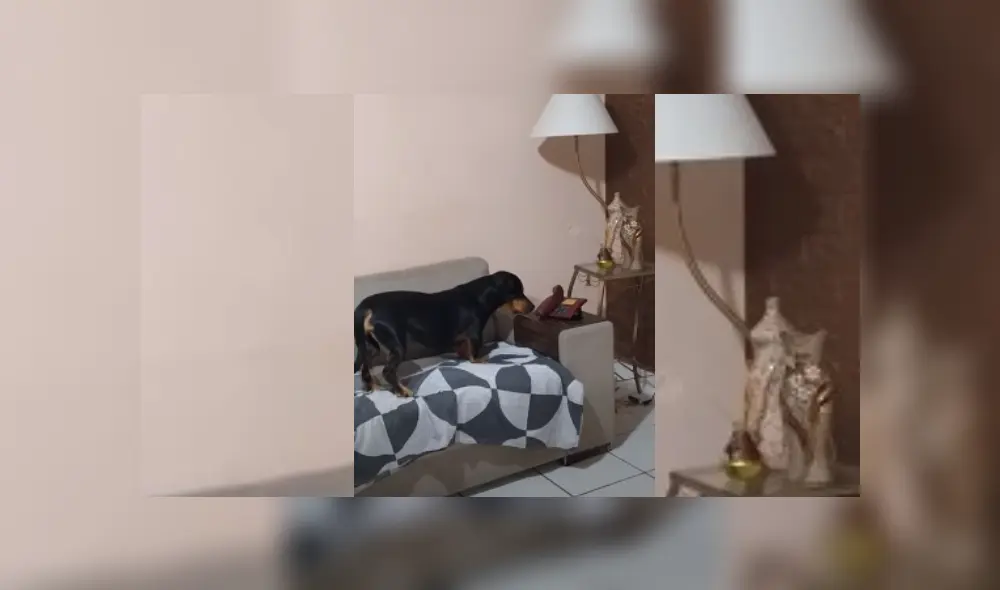 Video es viral en TikTok. Dueños del can quedaron sorprendidos con la peculiar conducta del can al ver que nadie iba a contestar el teléfono. Fotocaptura: YouTube