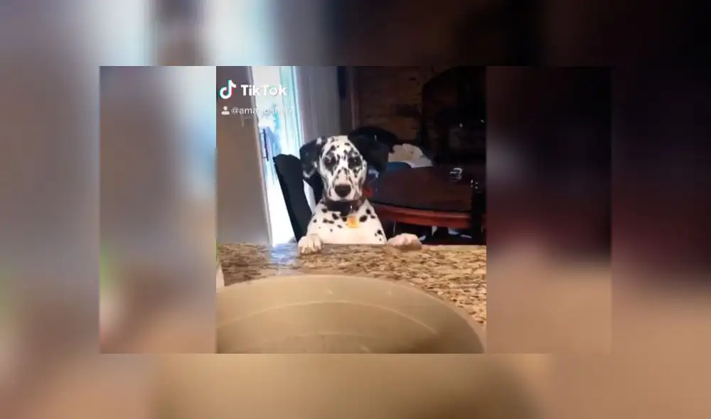 Desliza las imágenes para ver la peculiar reacción que tuvo este can al ver su plato vacío. Foto: gigi.and.rocket/IG Desliza las imágenes para ver la peculiar reacción que tuvo este can al ver su plato vacío. Foto: gigi.and.rocket/IG