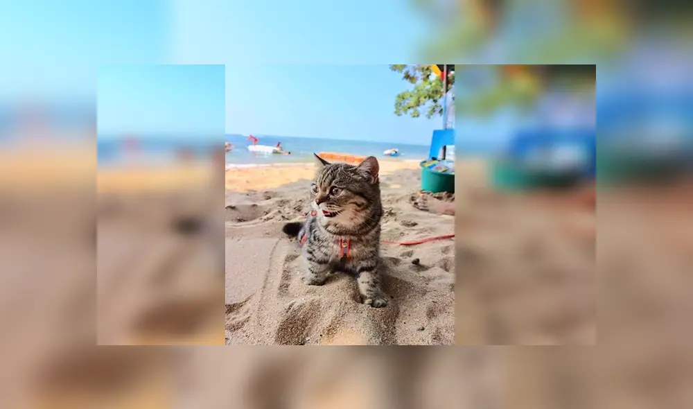 En Facebook, un pequeño gato visitó una maravillosa playa junto a su dueña y demostró su felicidad.