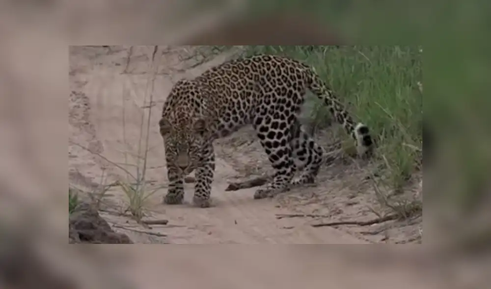 YouTube viral: un leopardo le tendió trampa a marmota bebé y tuvo inesperado final [VIDEO] 