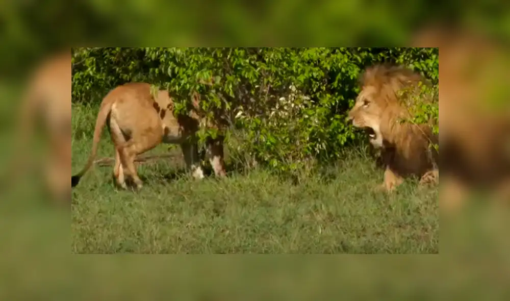 El pequeño león intentó imitar a un felino y terminó por despertar al líder de la manada. Foto: captura. El pequeño león intentó imitar a un felino y terminó por despertar al líder de la manada. Foto: captura.