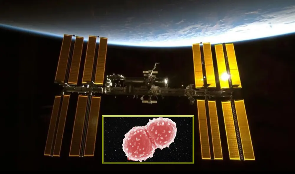La bacteria D. radiodurans escapó de varios daños morfológicos en el espacio | Foto: Composición LR / EP / Tetyana Milojevic