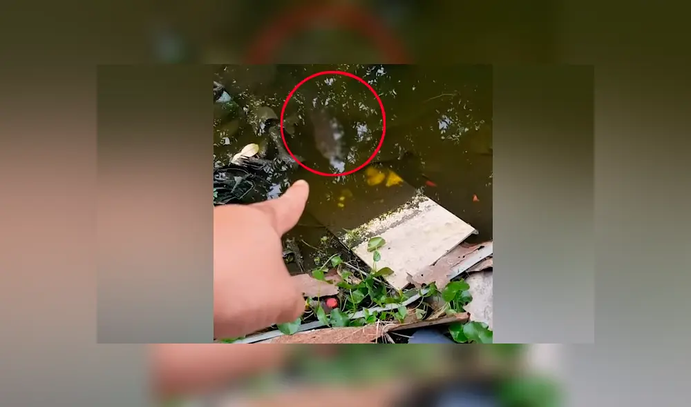 Un hombre grabó en un video viral de Facebook el aterrador instante en que descubrió el aspecto de una misteriosa criatura sumergida en profundo pantano. Un hombre grabó en un video viral de Facebook el aterrador instante en que descubrió el aspecto de una misteriosa criatura sumergida en profundo pantano.