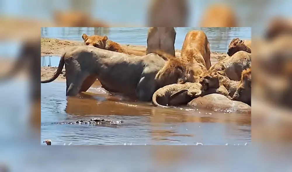 Varios de los leones empezaron a gruñir para alejar al enorme reptil.