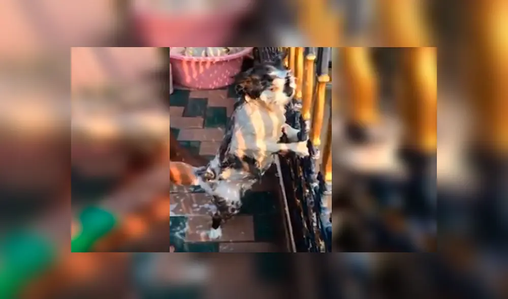 En Facebook, un gato tuvo una inesperada reacción cuando su dueña decidió bañarlo al verlo sucio.