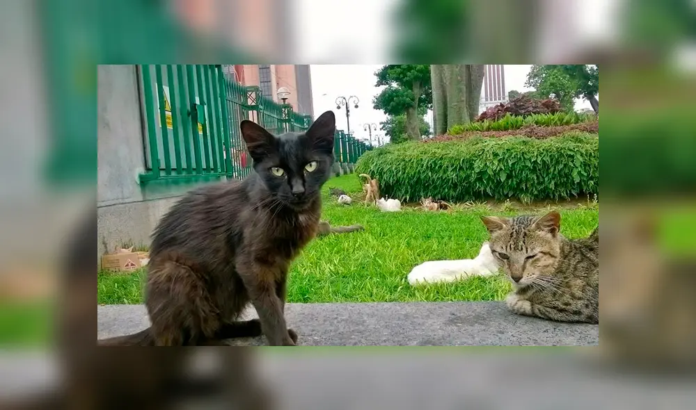 Tienda en el Jockey Plaza promoverá adopción de mascotas sin hogar. Foto: Facebook Tienda en el Jockey Plaza promoverá adopción de mascotas sin hogar. Foto: Facebook