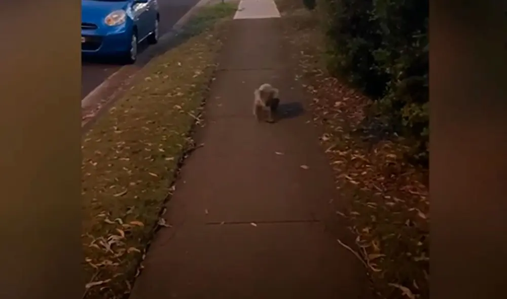Desliza las imágenes para apreciar la inesperada reacción de un koala cuando vio a una mujer junto a su adorable mascota. Foto: Caters Clips