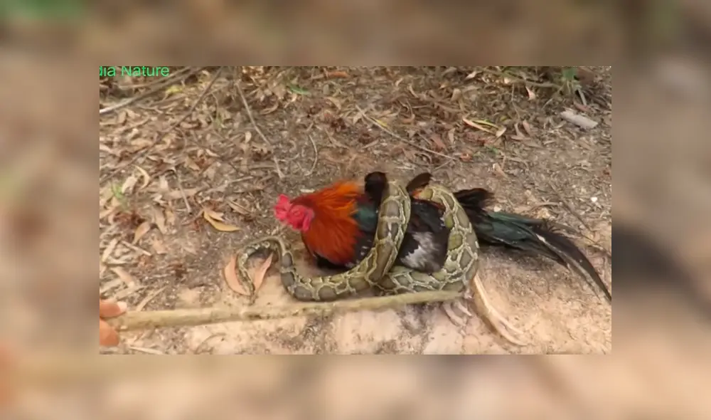 YouTube viral: enorme serpiente intenta devorar a gallo y arriesgado niño aparece para salvarlo [VIDEO]