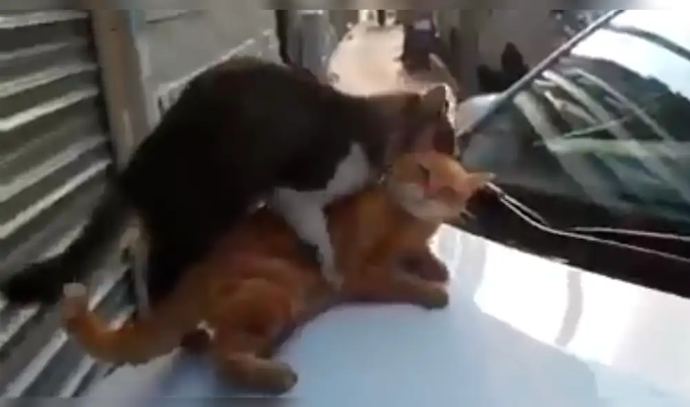 Facebook: gato tenía encuentro íntimo con su 'novia' pero sucede algo inesperado [VIDEO]