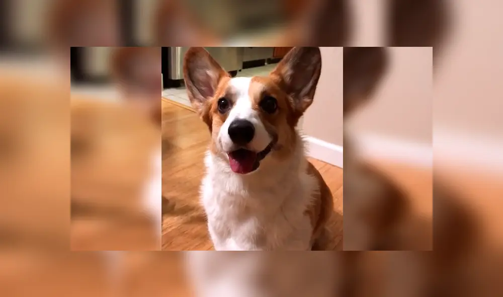 En Facebook, un perro asombró con su destreza al obedecer las indicaciones de su dueña para entregar una lata de agua. En Facebook, un perro asombró con su destreza al obedecer las indicaciones de su dueña para entregar una lata de agua.