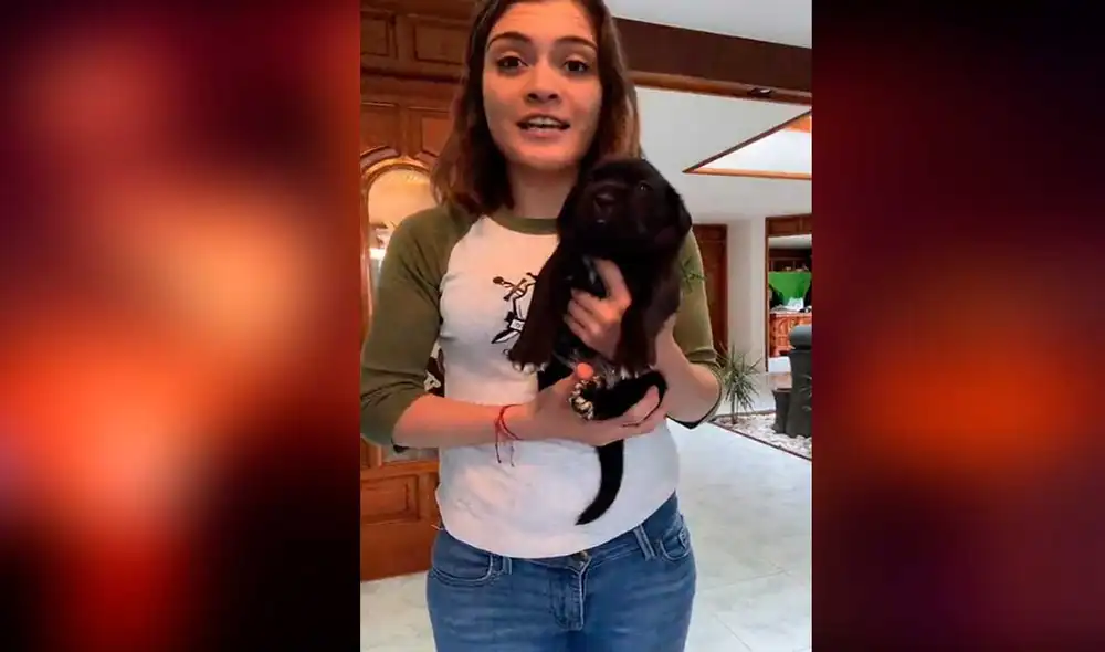 Desliza las imágenes para ver la curiosa parodia que hizo este cachorro y su dueña de una famosa escena de Buscando a nemo. Foto: captura de TikTok/ Sarahi Bustos Desliza las imágenes para ver la curiosa parodia que hizo este cachorro y su dueña de una famosa escena de Buscando a nemo. Foto: captura de TikTok/ Sarahi Bustos