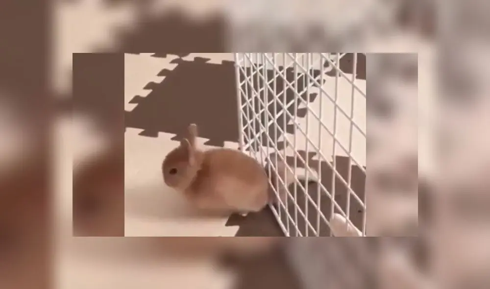 Desliza para descubrir qué hizo este pequeño conejo para volverse viral en Twitter. Foto: Captura Desliza para descubrir qué hizo este pequeño conejo para volverse viral en Twitter. Foto: Captura