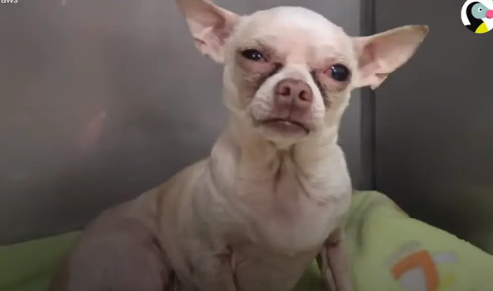 Desliza hacia la izquierda para ver las imágenes del viral de Facebook. Foto: El Dodo.