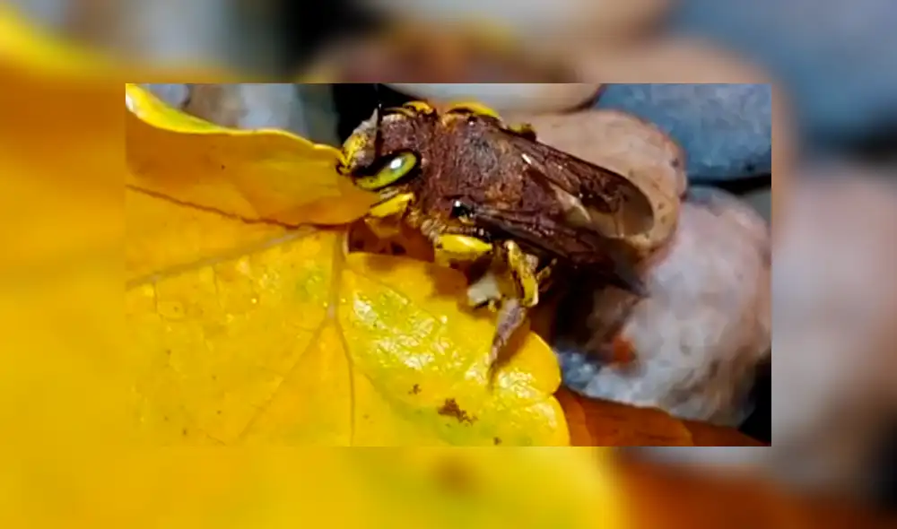 YouTube viral: criatura pare cientos de sus crías dentro de una casa y familia queda impactada [VIDEO]