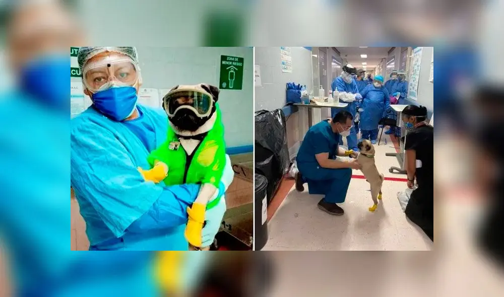 El perro perdió un ojo en una accidente. (Fuente: Facebook) El perro perdió un ojo en una accidente. (Fuente: Facebook)