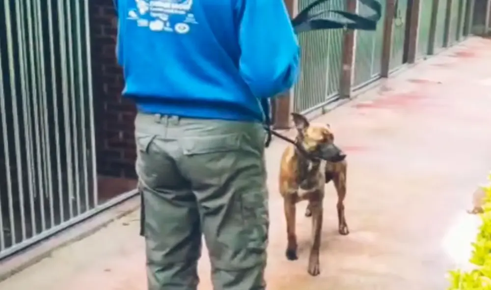 Desliza las imágenes para conocer la historia de un perro que sufrió maltratos, pero felizmente recibió ayuda. Foto: Captura de Facebook Desliza las imágenes para conocer la historia de un perro que sufrió maltratos, pero felizmente recibió ayuda. Foto: Captura de Facebook