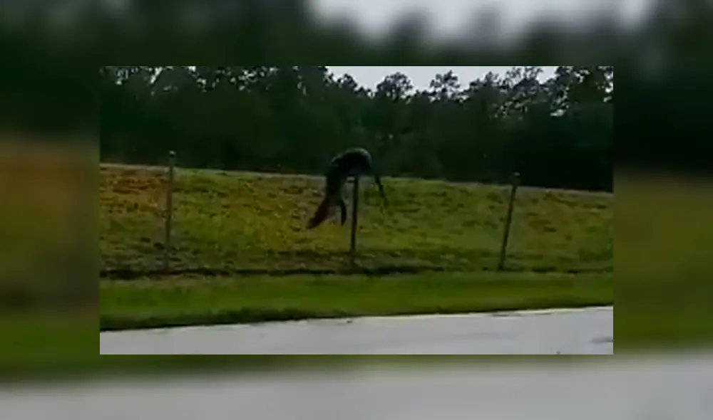 Los funcionarios de la base militar aseguraron que no expulsaran al animal, a menos que se vuelva una amenaza para los residentes. Foto: captura Los funcionarios de la base militar aseguraron que no expulsaran al animal, a menos que se vuelva una amenaza para los residentes. Foto: captura