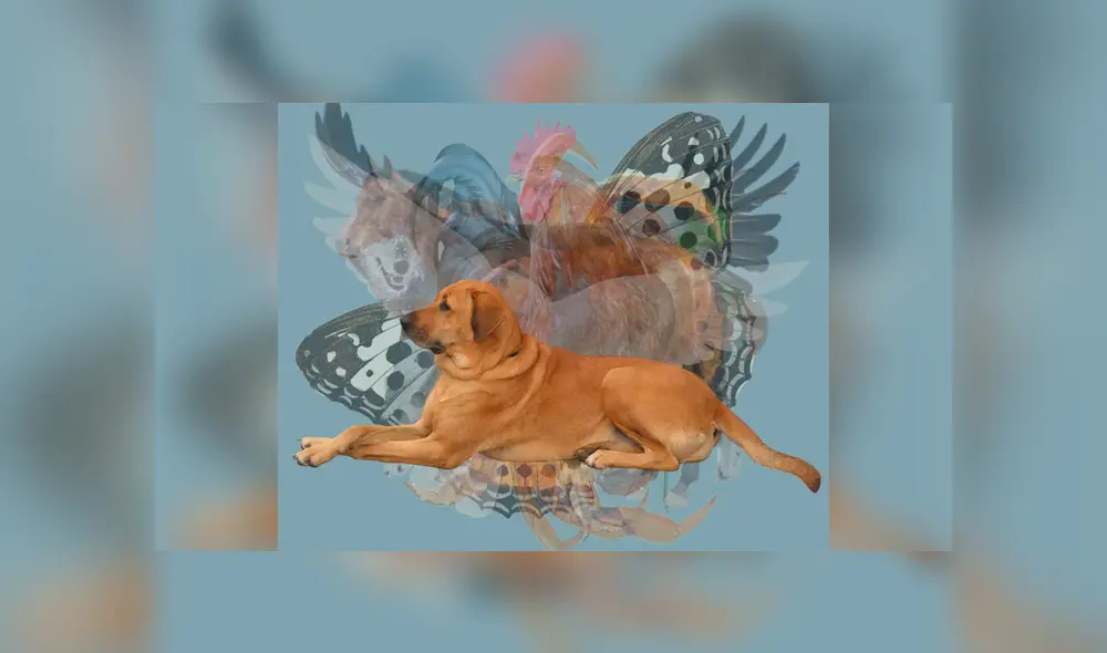 Desliza la imagen de Facebook para verlas todas. Desliza la imagen de Facebook para verlas todas.