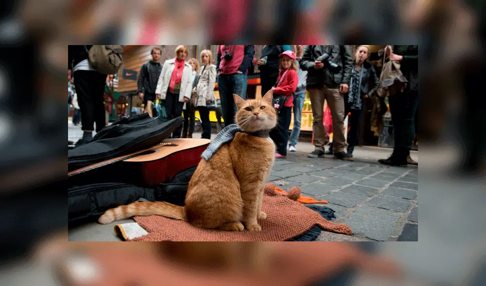 Bob acompañó a Bowen en sus recitales callejeros. Foto: StreetCatBob / Facebook. Bob acompañó a Bowen en sus recitales callejeros. Foto: StreetCatBob / Facebook.