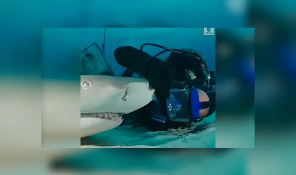 Desliza las fotografías para ver la reacción que tuvo el tiburón al sentir las caricias del osado buzo que lo visitó. Foto: Captura/James Abernethy Desliza las fotografías para ver la reacción que tuvo el tiburón al sentir las caricias del osado buzo que lo visitó. Foto: Captura/James Abernethy