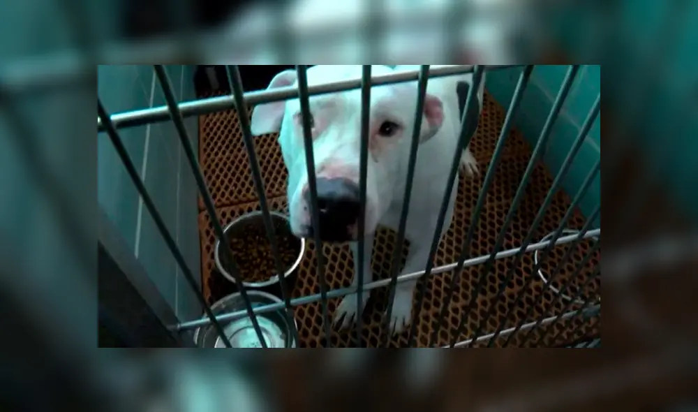 Investigan a hombre que deja inconsciente a su mascota al darle fuerte golpiza [VIDEO] 