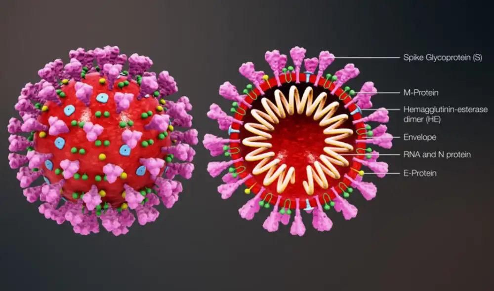 Estructura molecular del SARS-CoV-2. Créditos: COBCM Estructura molecular del SARS-CoV-2. Créditos: COBCM