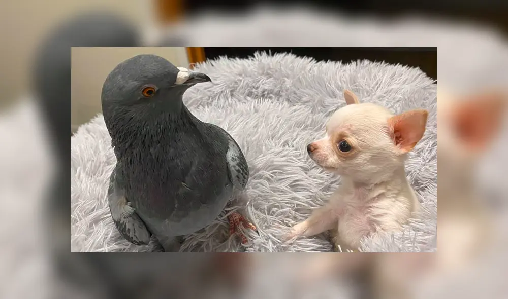Desliza para ver las adorables fotos del perro y la paloma que tocaron el corazón de miles en YouTube. Foto: The Mia Foundation.