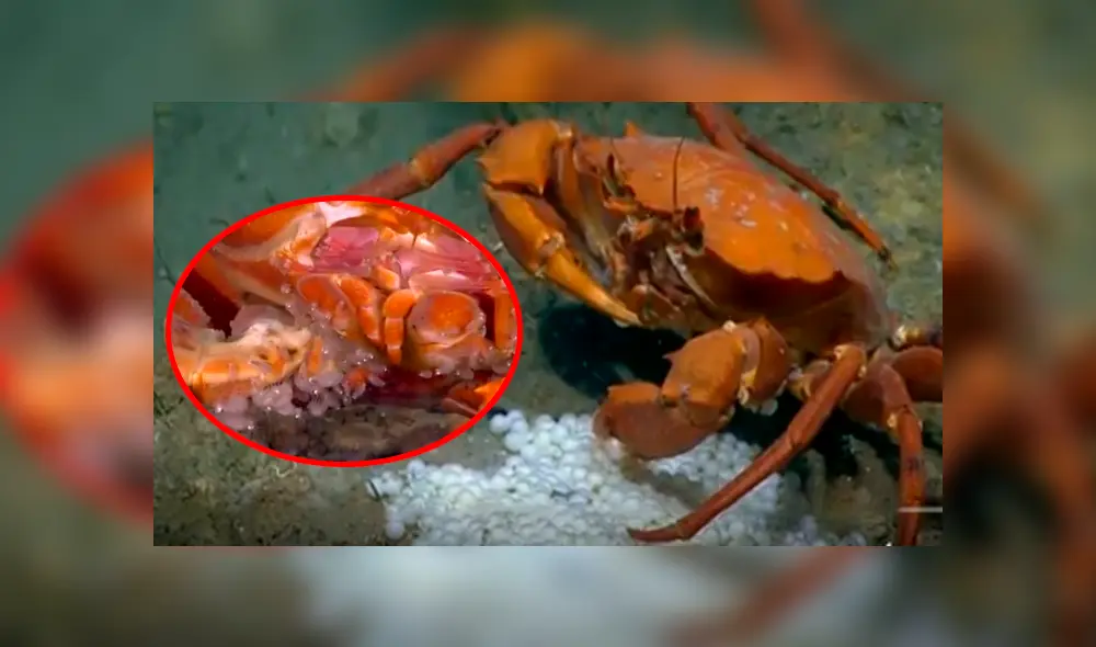 Un grupo de buzos se topó con un cangrejo devorando a sus crías.