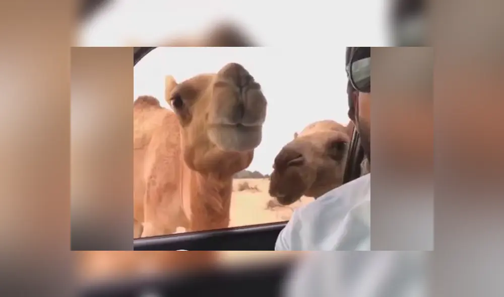 Hombre transmite en vivo con camellos, sin imaginar que estos lo arruinarían con insólita reacción [VIDEO] 