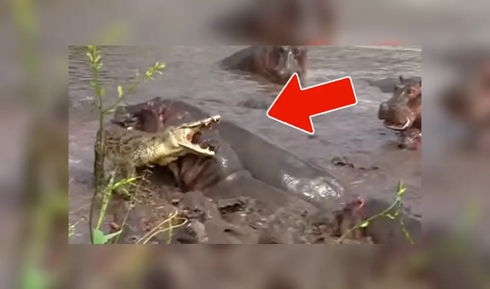 YouTube viral: 30 hipopótamos atacan a cocodrilo que minutos antes los quiso devorar [VIDEO]