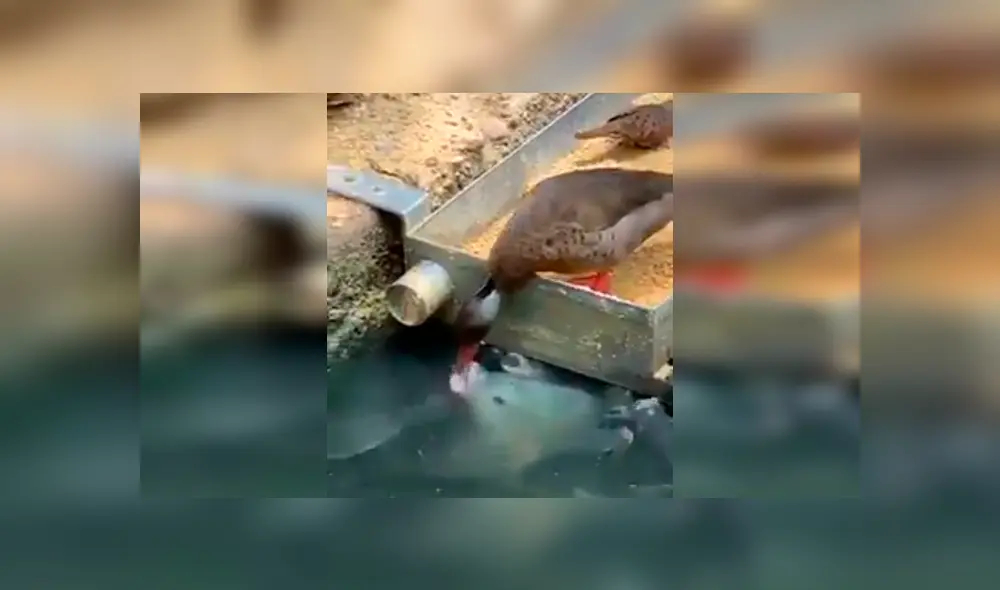 Vía Facebook. Turista registró el singular momento en que el ave saca parte de su alimento para dar de comer a un grupo de hambrientos peces Vía Facebook. Turista registró el singular momento en que el ave saca parte de su alimento para dar de comer a un grupo de hambrientos peces