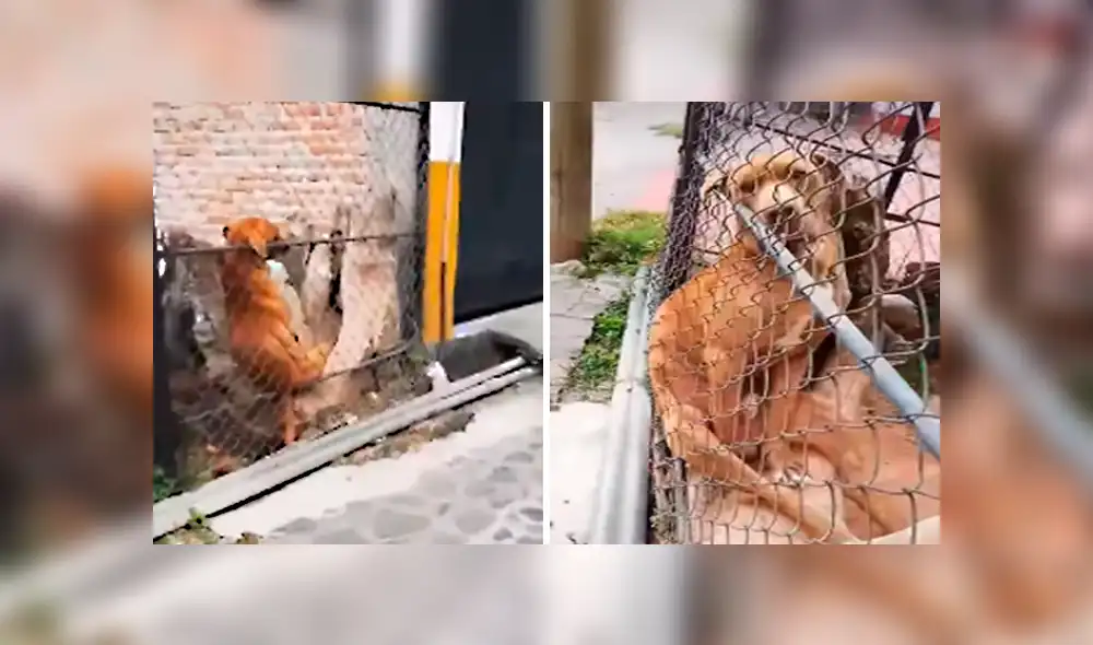 Desliza las imágenes para observar el inesperado comportamiento de un perro al notar la presencia de un joven. Desliza las imágenes para observar el inesperado comportamiento de un perro al notar la presencia de un joven.