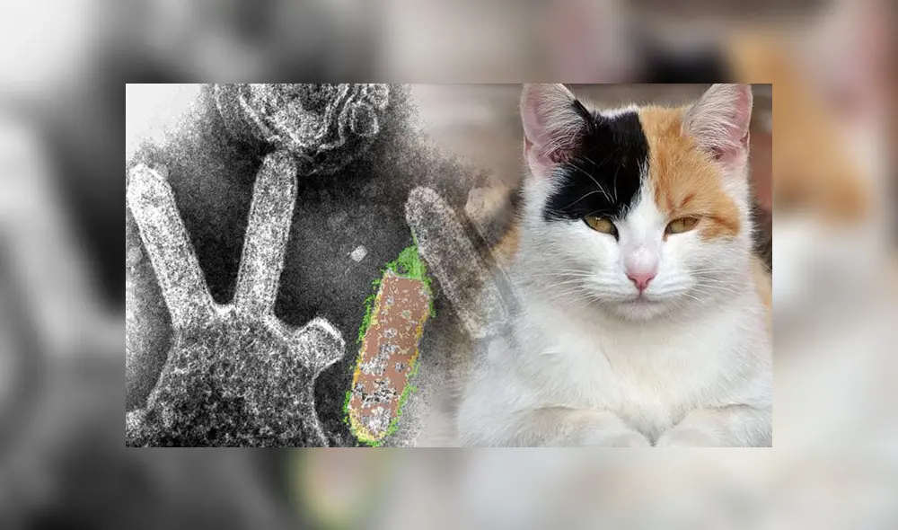 Lyssavirus: ¿qué es, según la OMS? Foto: composición LR / Captura wikipedia y Pixabay. Lyssavirus: ¿qué es, según la OMS? Foto: composición LR / Captura wikipedia y Pixabay.