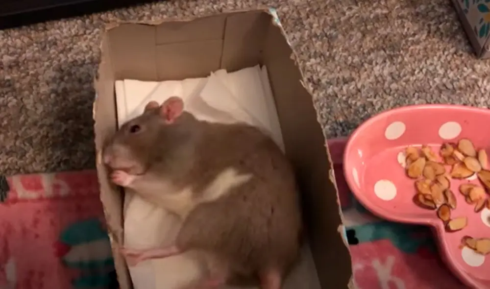 Desliza las imágenes para conocer la reacción de una rata rescatada al sentir el olor de unas almendras. Foto: Captura de YouTube