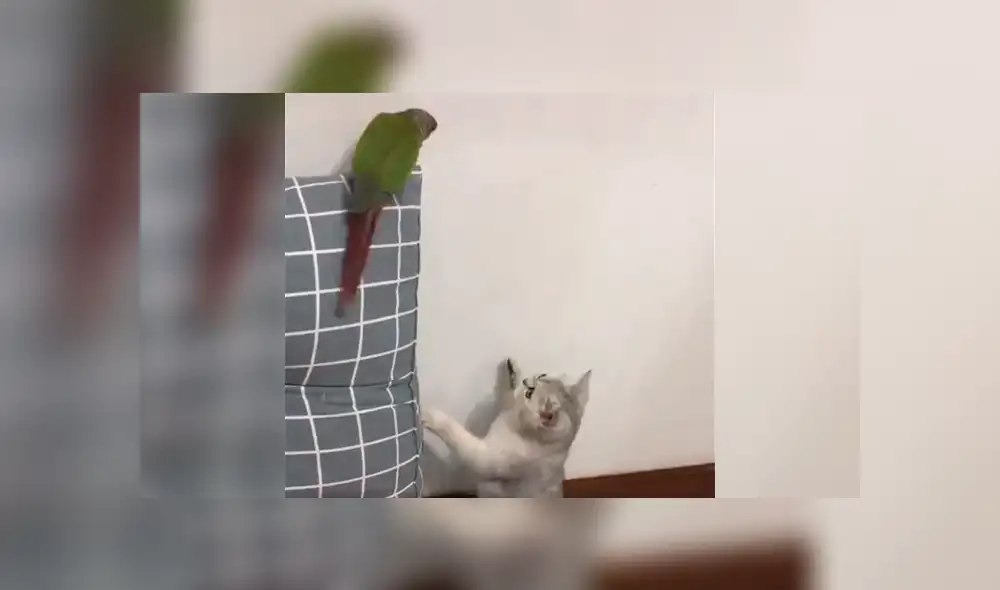 Desliza a la izquierda para conocer más sobre este nuevo viral de Facebook. Foto: Captura.