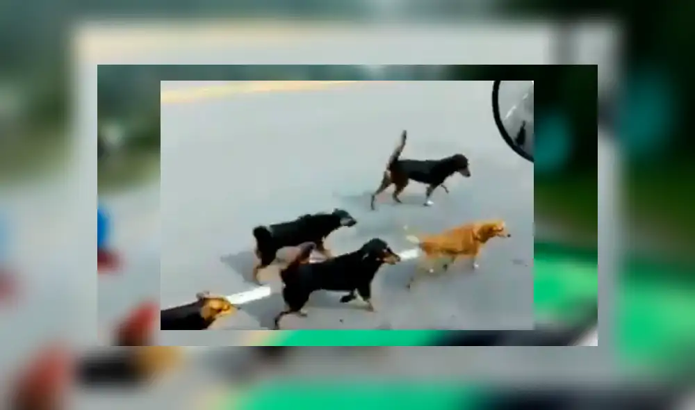 Chofer grabó la singular forma en que unos perros callejeros salen a su encuentro al saber que este les lleva comida Chofer grabó la singular forma en que unos perros callejeros salen a su encuentro al saber que este les lleva comida