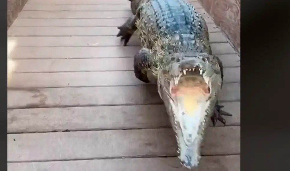 El reptil enfureció al verlo e intentó lanzarse contra él. Foto: paulcuffaro / TikTok