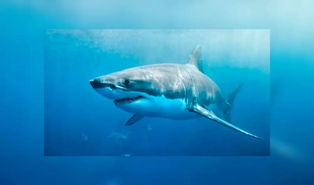 Encuentran decenas de bebés tiburones mutilados en una playa de Sudáfrica Encuentran decenas de bebés tiburones mutilados en una playa de Sudáfrica