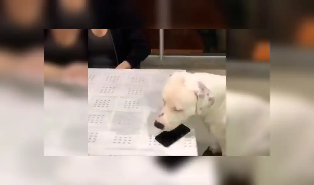 Dueño del can lo dejó al cuidado de su celular, sin imaginar la curiosa conducta del animal cuando su novia intentó agarrar el móvil