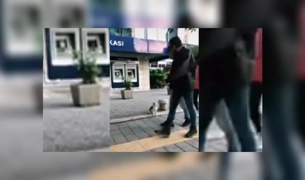 Video es viral en Facebook. Transeúnte grabó la peculiar conducta del felino cada vez que veía a alguien pasar. Video es viral en Facebook. Transeúnte grabó la peculiar conducta del felino cada vez que veía a alguien pasar.