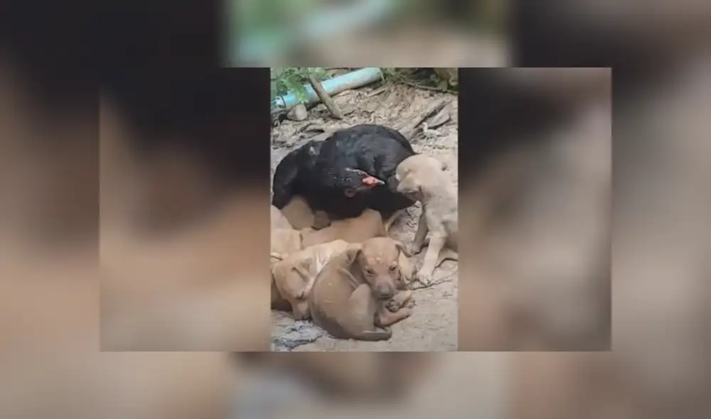 Desliza hacia la izquierda para ver más del video viral. Desliza hacia la izquierda para ver más del video viral.