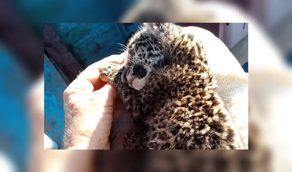 Piden ayuda para bebé jaguar rescatada. Foto: Marce Yalta.