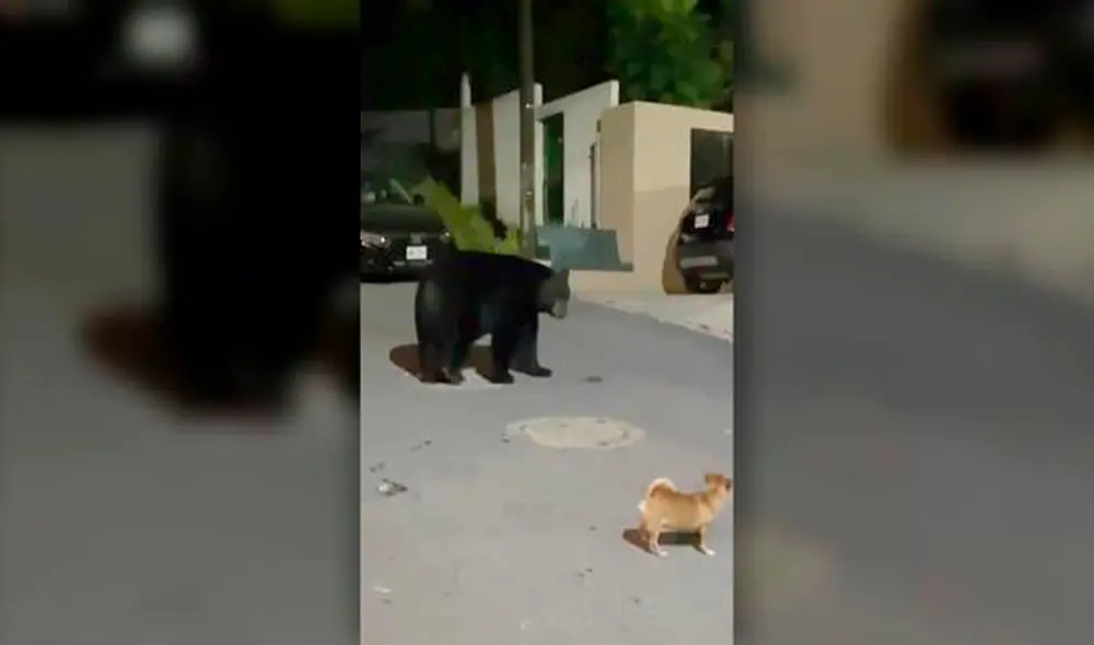 Desliza las imágenes para ver al valiente perro que se enfrentó a un gran oso. Foto: captura de YouTube