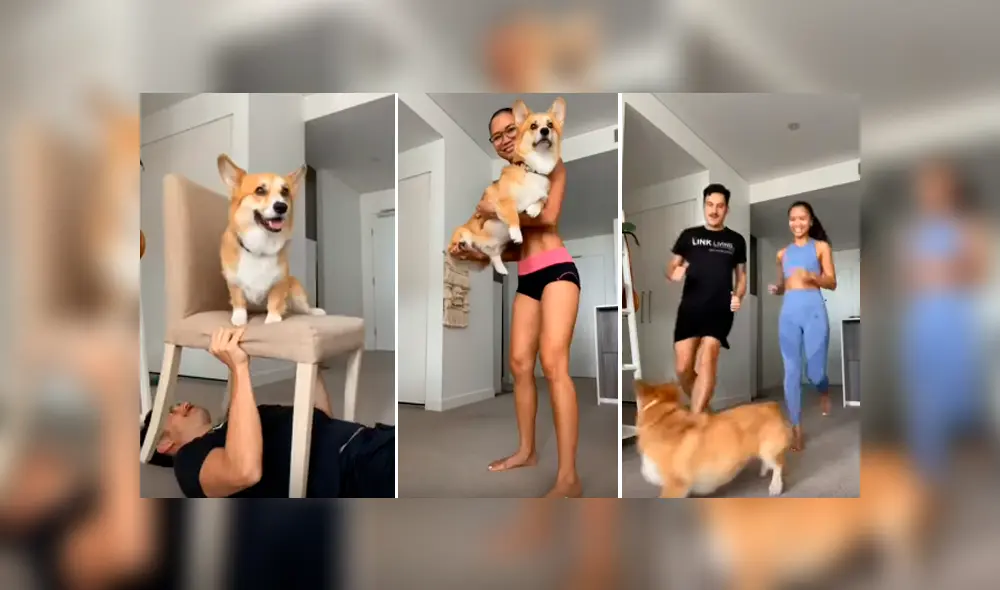 Desliza hacia la izquierda para ver los ejercicios que hizo un perro con sus amos en cuarentena. Video viral de YouTube. Desliza hacia la izquierda para ver los ejercicios que hizo un perro con sus amos en cuarentena. Video viral de YouTube.