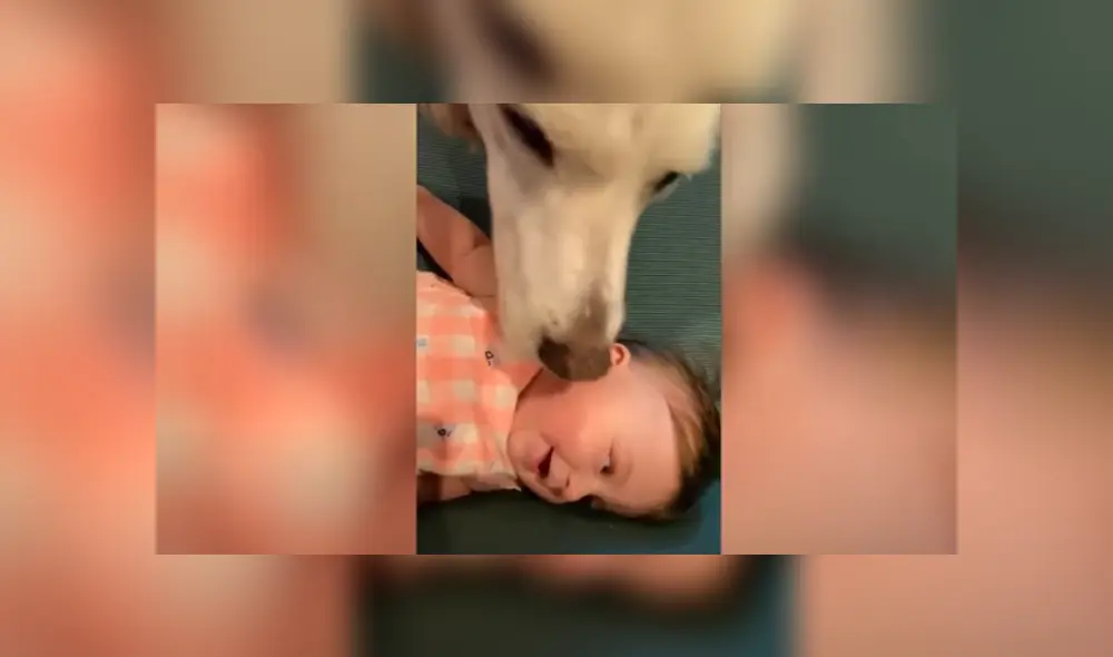 Desliza hacia la izquierda para ver las imágenes del viral de YouTube. Foto: Captura. Desliza hacia la izquierda para ver las imágenes del viral de YouTube. Foto: Captura.