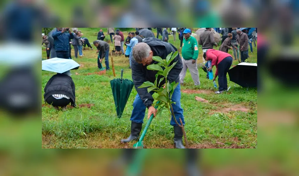 Etiopía siembra más de 350 millones de árboles en campaña nacional. Foto: Twitter/@UKinEthiopia Etiopía siembra más de 350 millones de árboles en campaña nacional. Foto: Twitter/@UKinEthiopia